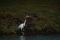 Great egret alight on the lake Royalty Free Stock Photo